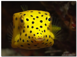 Baby Boxfish (5 cm) by Reinhard Arndt 